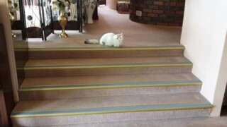 carpet stair nosing